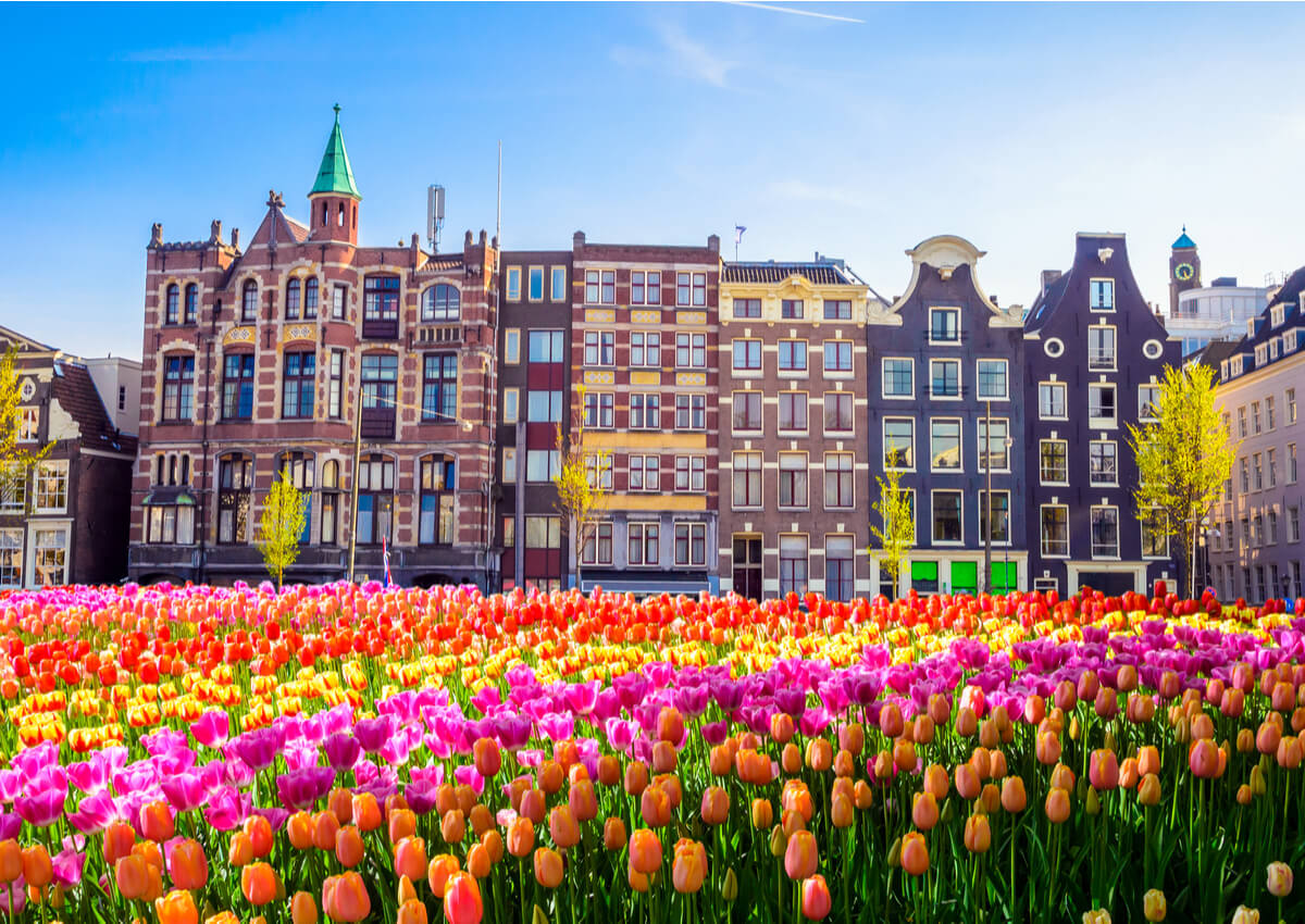 Los campos de tulipanes en Holanda Mi Viaje