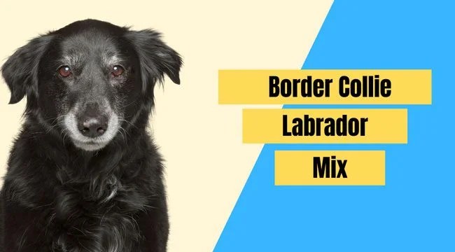 Border Collie Lab Mix Pictures, Characteristics, & Facts