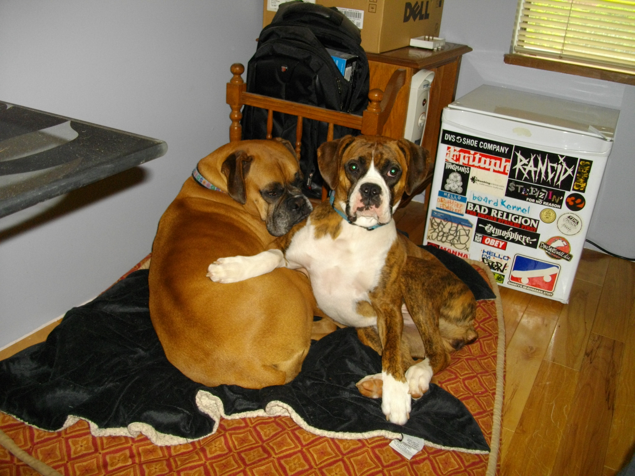 Happy Tails Reba (previously Nova) Mixed Up Mutts
