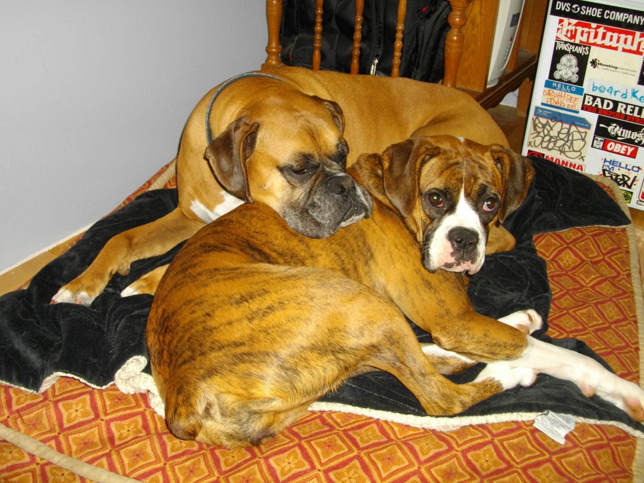 Happy Tails Reba (previously Nova) Mixed Up Mutts