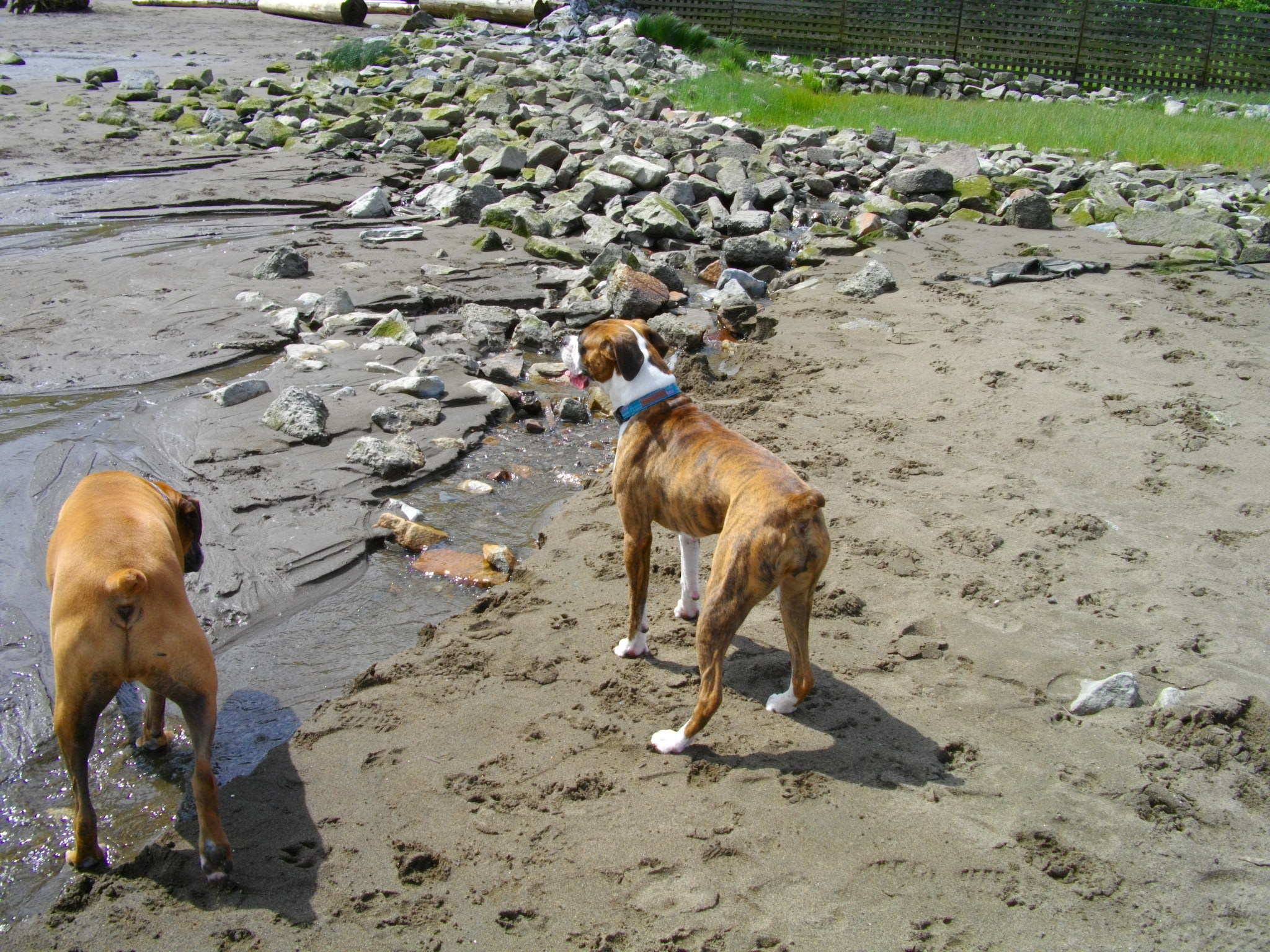 Happy Tails Reba (previously Nova) Mixed Up Mutts