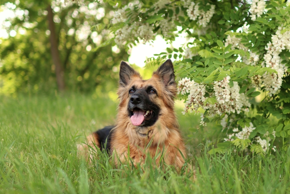 TickBorne Diseases in Dogs and Cats Symptoms to Watch For