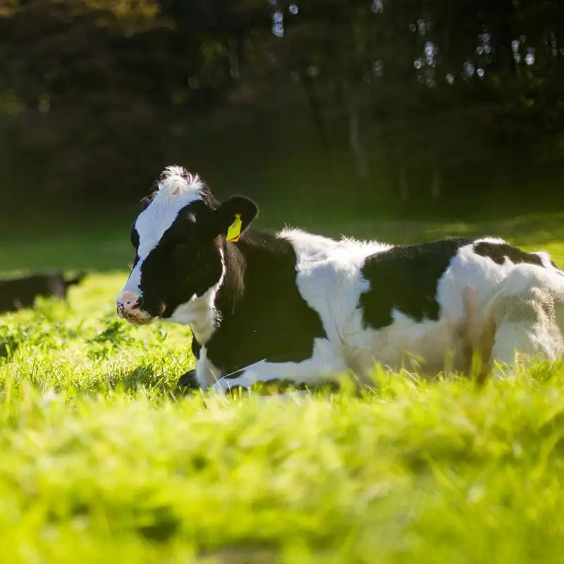 Dosing Pumps NZ MixRite Pumps By Tefen