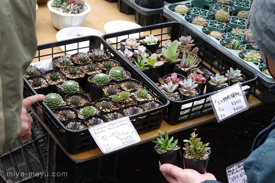 ショップ情報001 植木 園芸市に行ってみよう せたがや梅まつり グリーンフォトライター 文章アドバイザー 宮野真有のブログ ショップ情報001 植木 園芸市に行ってみよう せたがや梅まつり グリーンフォトライター 文章アドバイザー 宮野真有のブログ