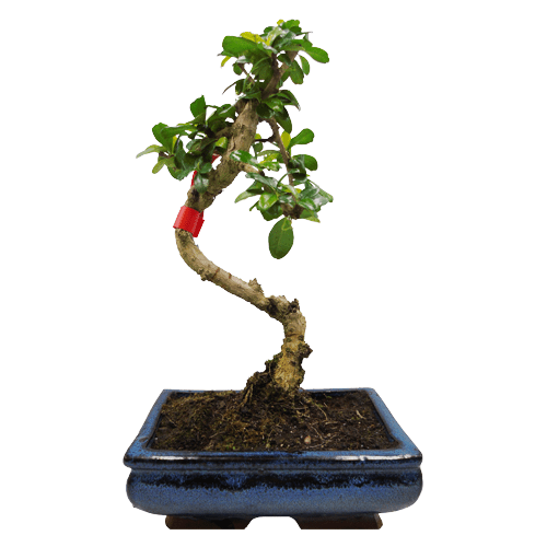 Fukien Tea Bonsai Tree 34cm Miyagi Bonsai