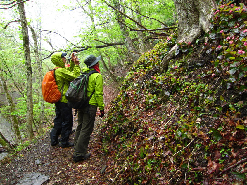 芦生の森ネイチャーガイドトレッキング 京都 美山ナビ 京都 美山ナビ 日本の原風景が残る京都・美山町の観光情報サイト