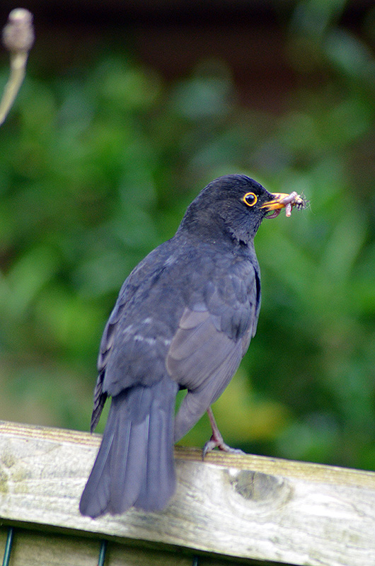 Kitsnaps Early Bird the essential kit
