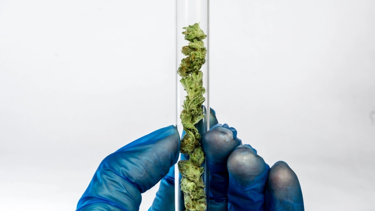 Florida marijuana testing labs under fire as industry tackles potency