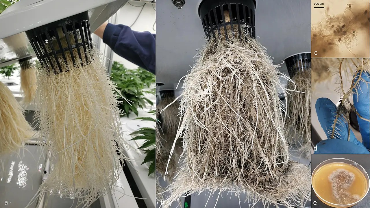 New research confirms plantkilling black root rot in marijuana facility