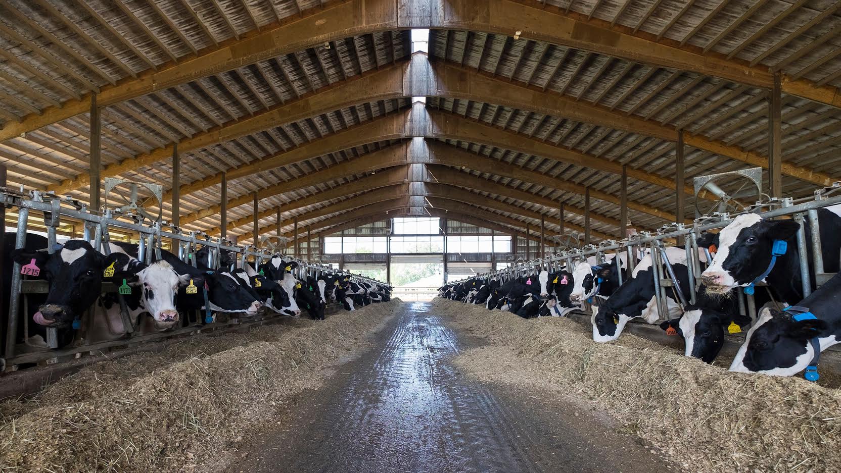 Thinking About Dairy My Job Depends on Ag Magazine