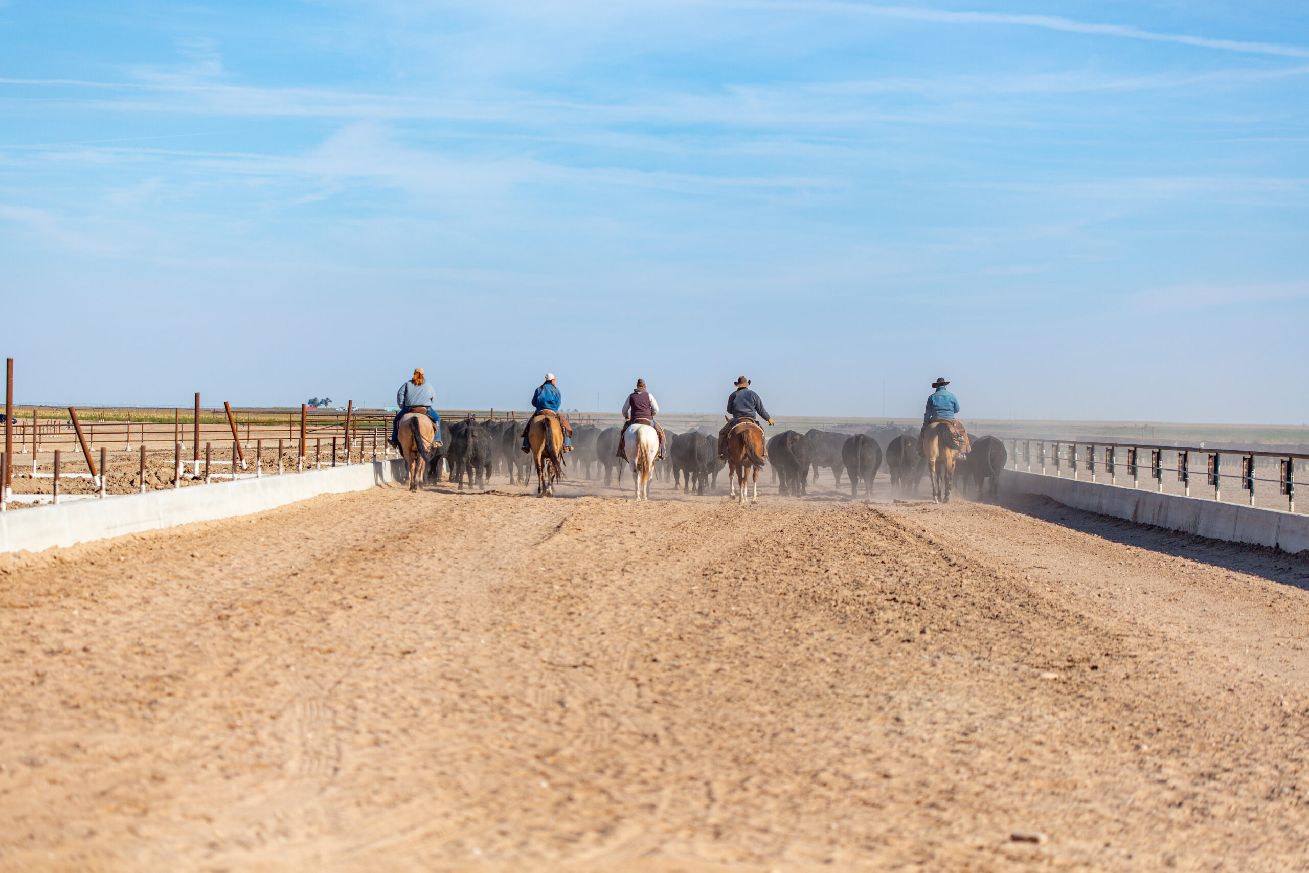 NextGen Cattle Company's Riverbend Feedyard MJE LLC Construction