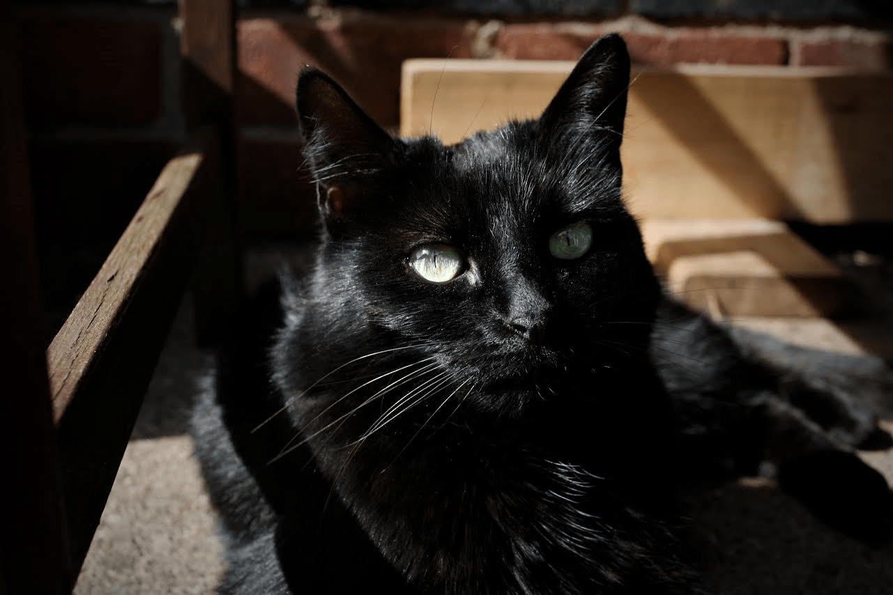 My interview with Shadow A Black Cat Character with A Past M J