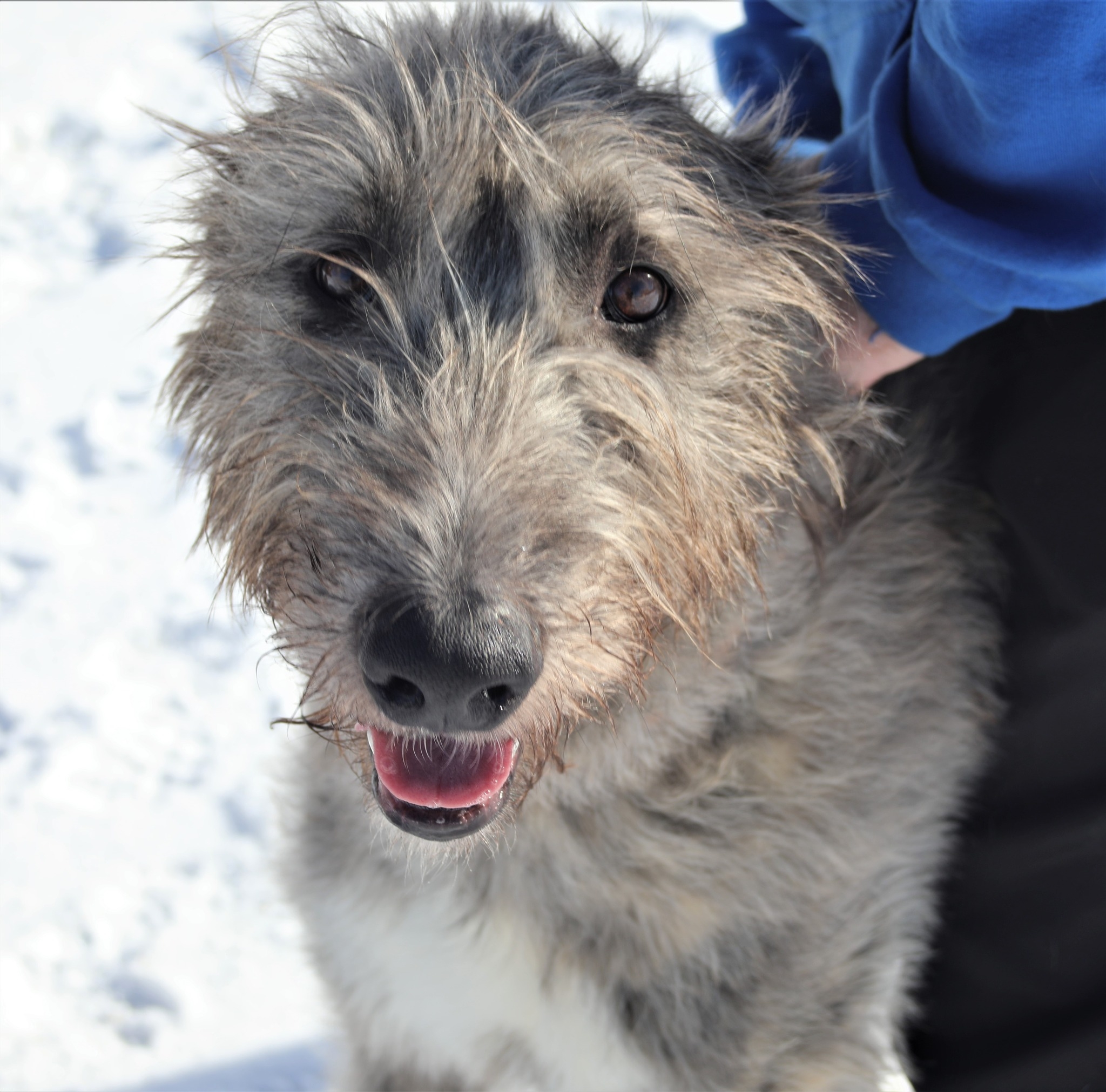 MJM's Irish Wolfhounds