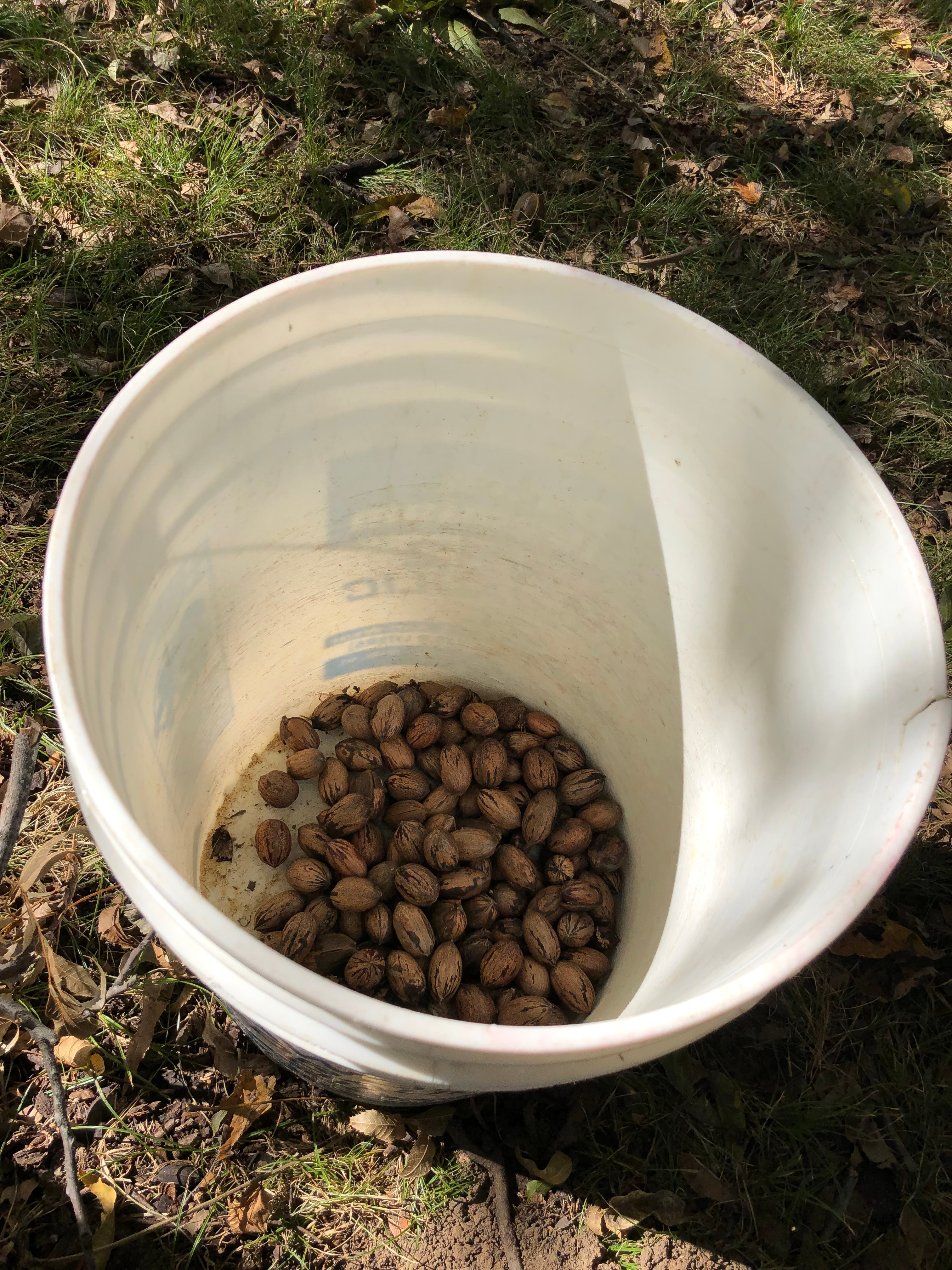 Pecan Season Mark Johnson