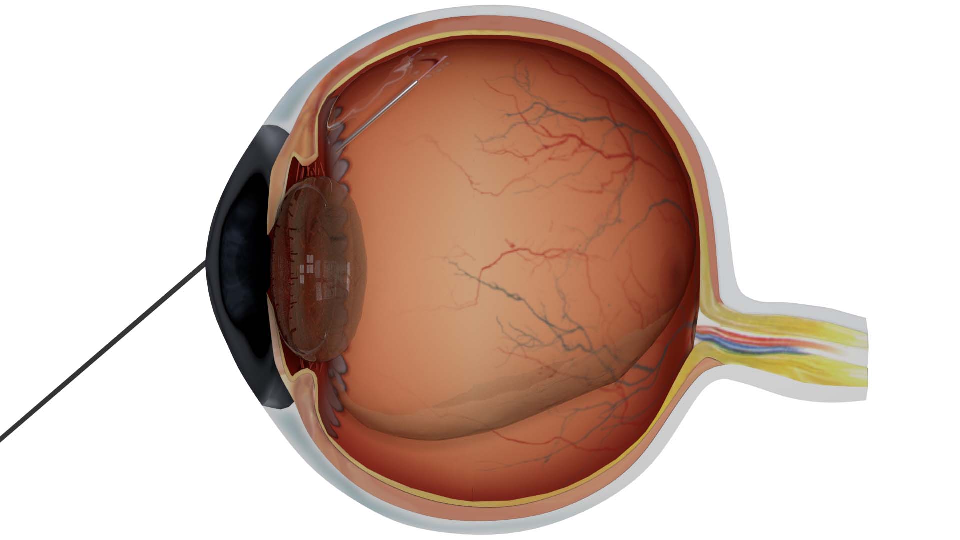 Portfolio Robin Cannon