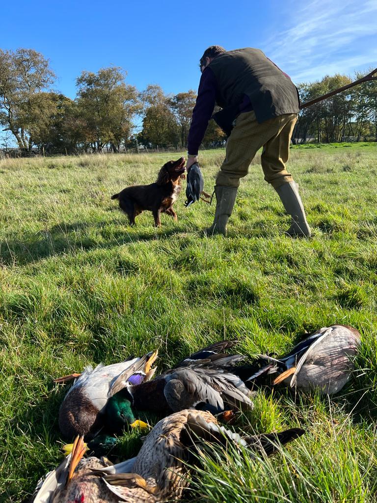 150 Bird driven duck shoot MJ Sporting