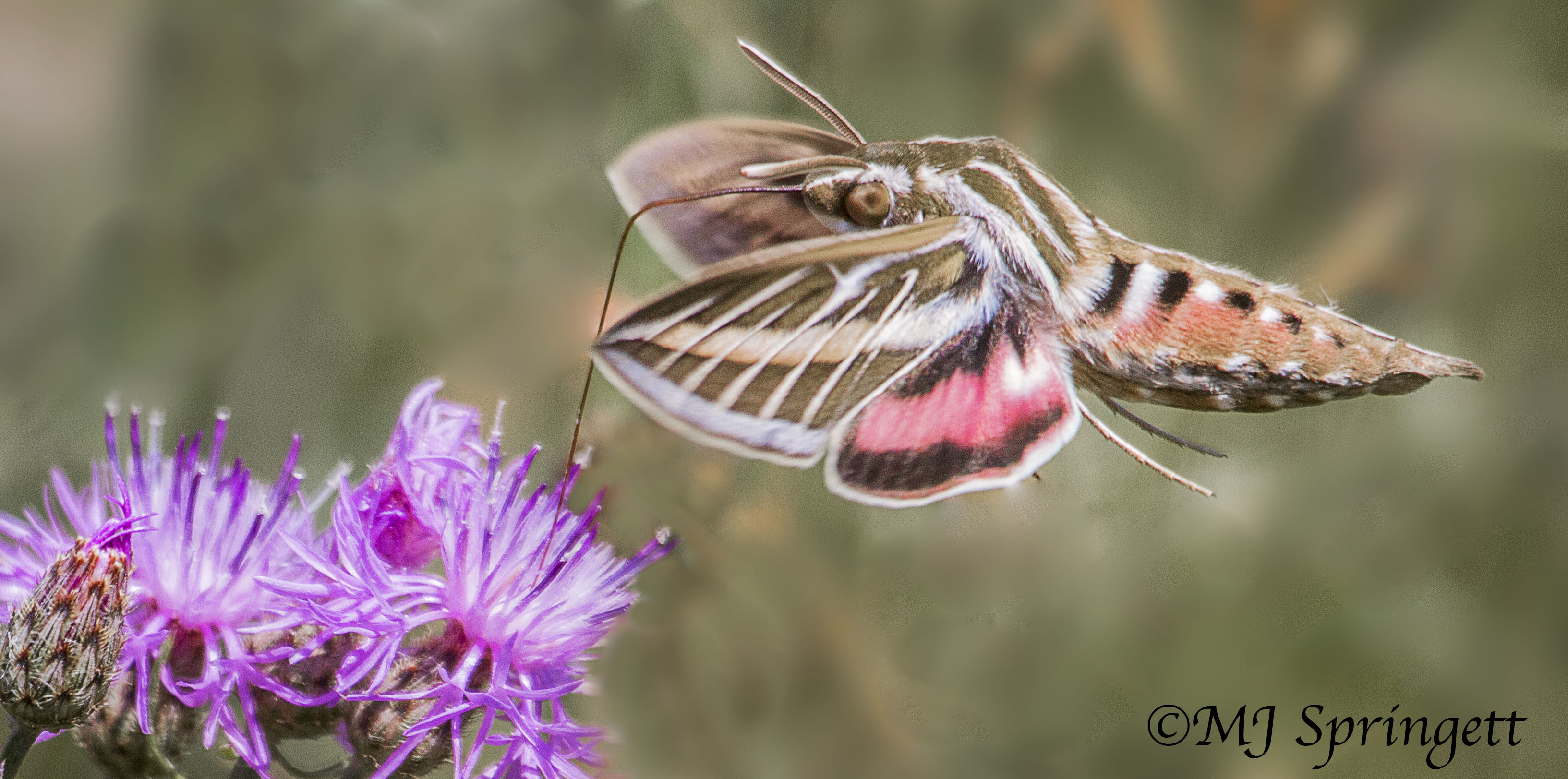 hummingbird moth MJ Springett