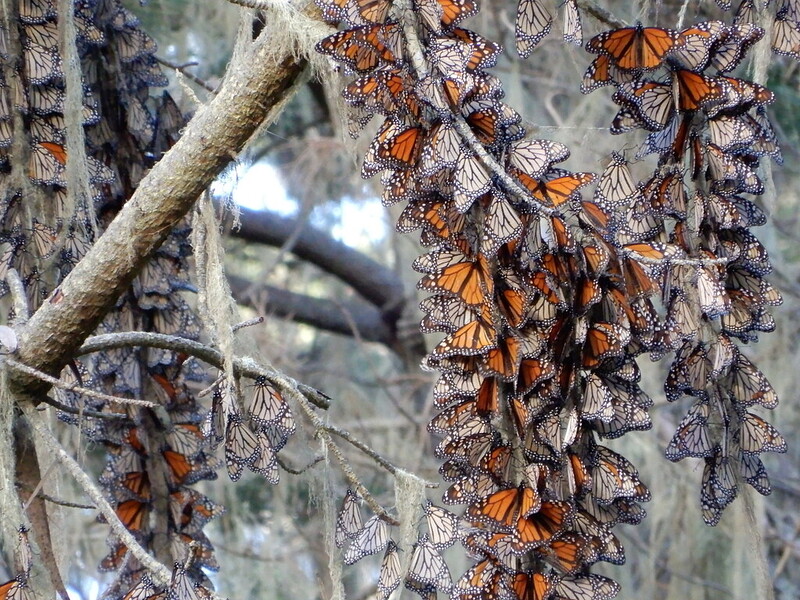 Hope and Gratitude at Pacific Grove Notes… • Monarch Joint Venture