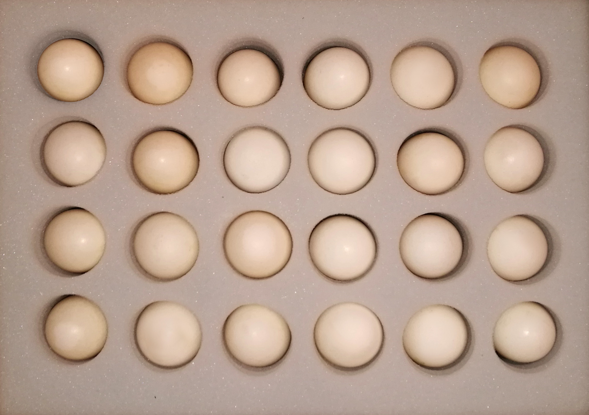 Turkey eggs / Puten Eier TURKEY COLOR