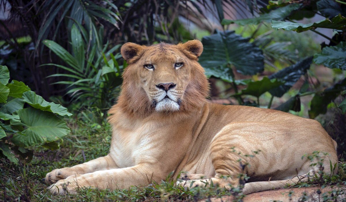 Most Exotic Pets in the World MK Pets & Gardening