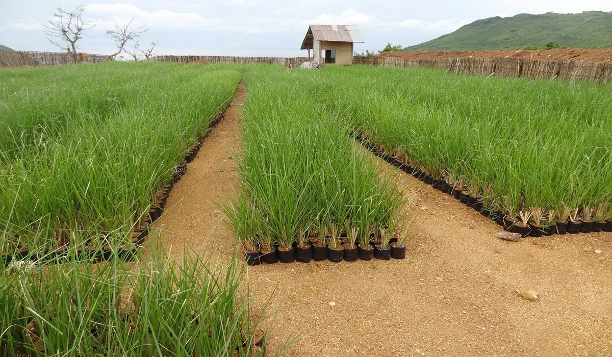 How to Grow Vetiver Plant MK Pets and Gardening