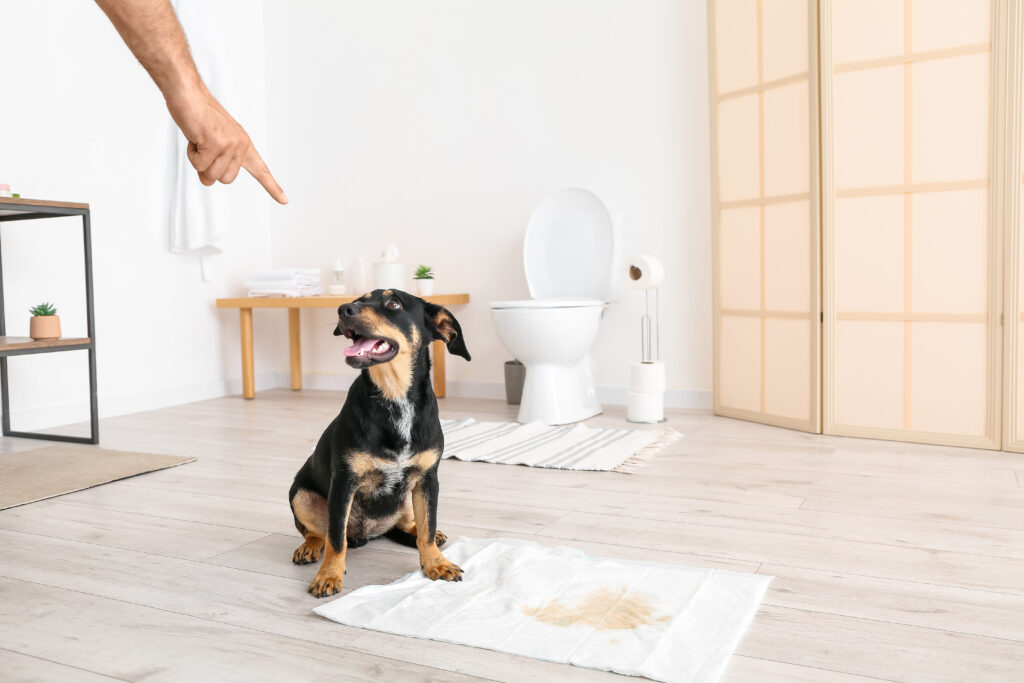 Pet Stains & Odor Removal Carpet Cleaning Midvale (801) 8109115