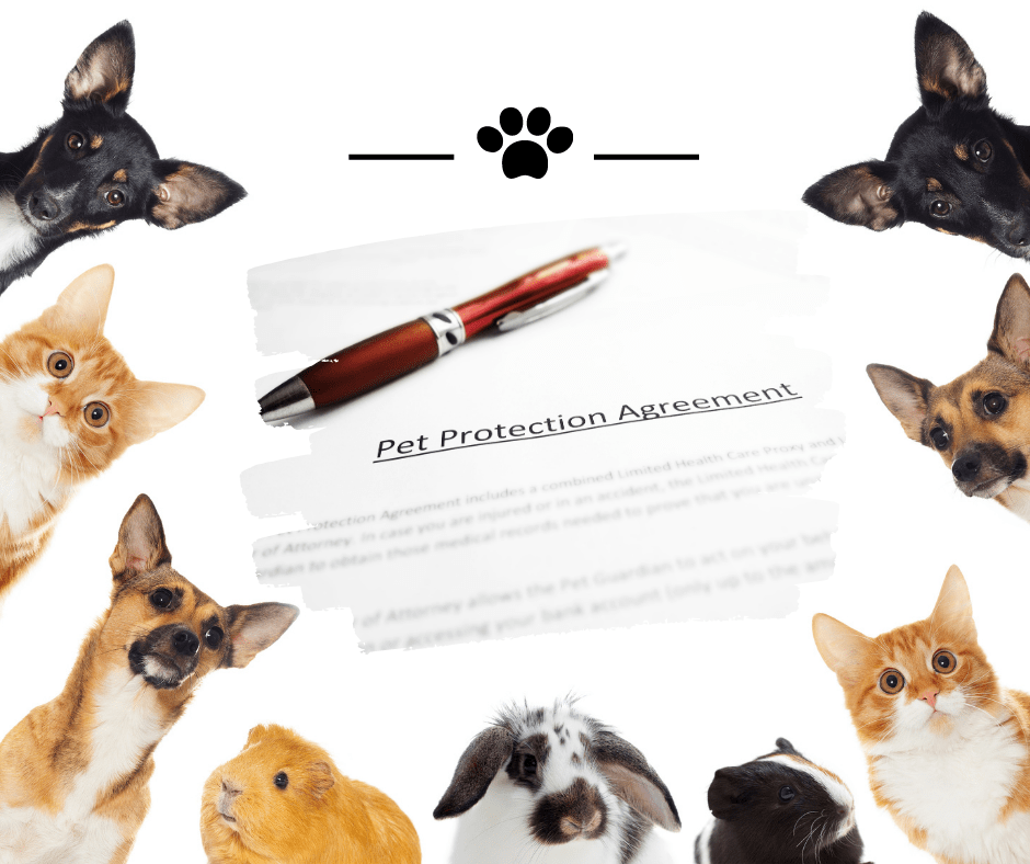 Steps for an Effective Pet Protection Family Law Center for Men