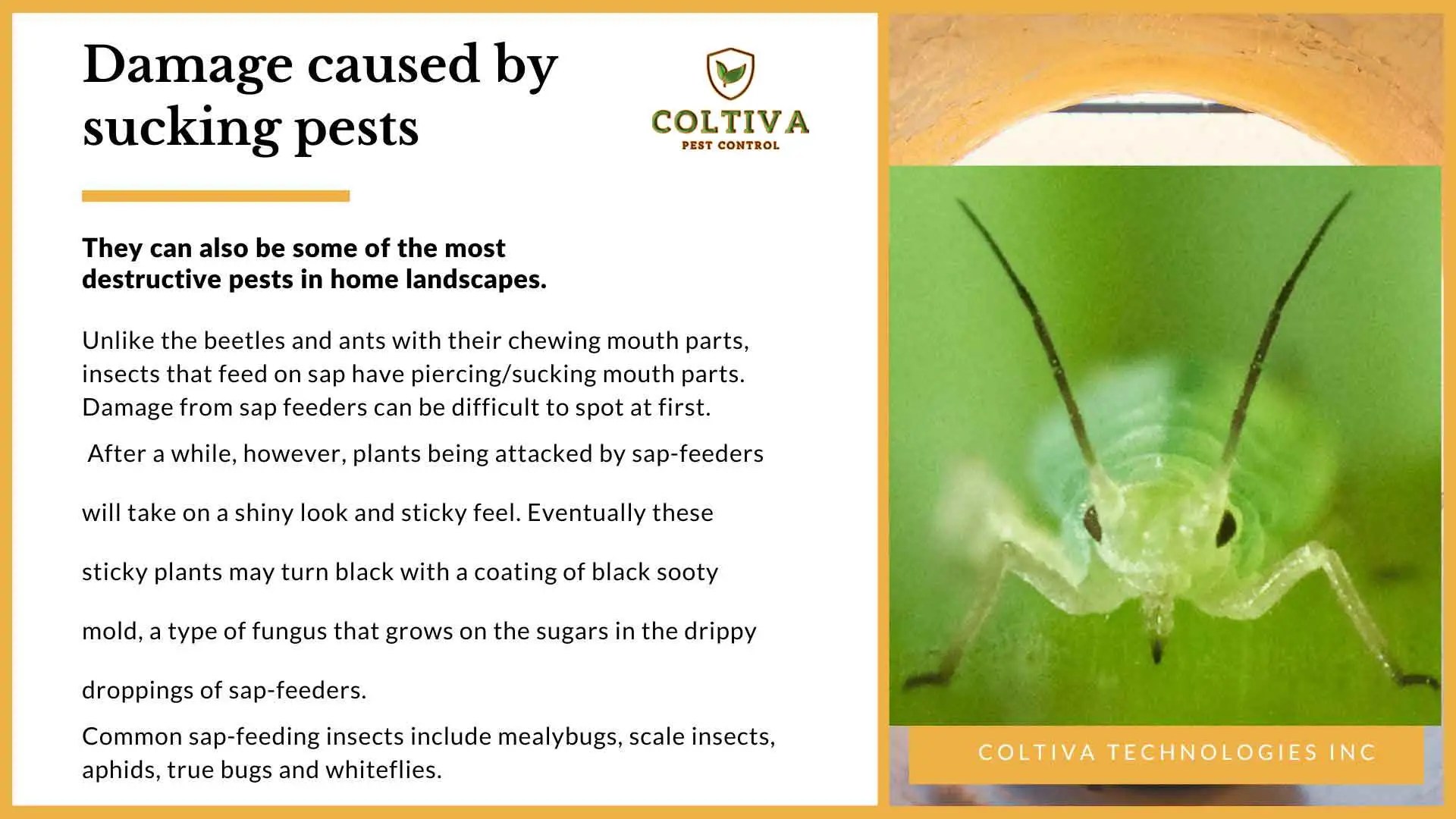 8 Important Plant Sucking Pests Coltiva Technologies Inc