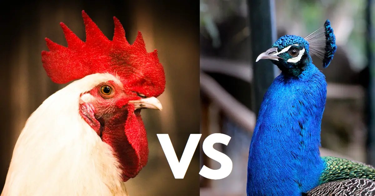 Chickens and Peacocks Can they Live Together? Fowl and Fancy