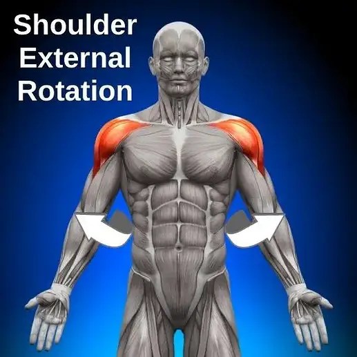 The Truth about Frozen Shoulder (15 Facts You Should Know) Facts & Physio