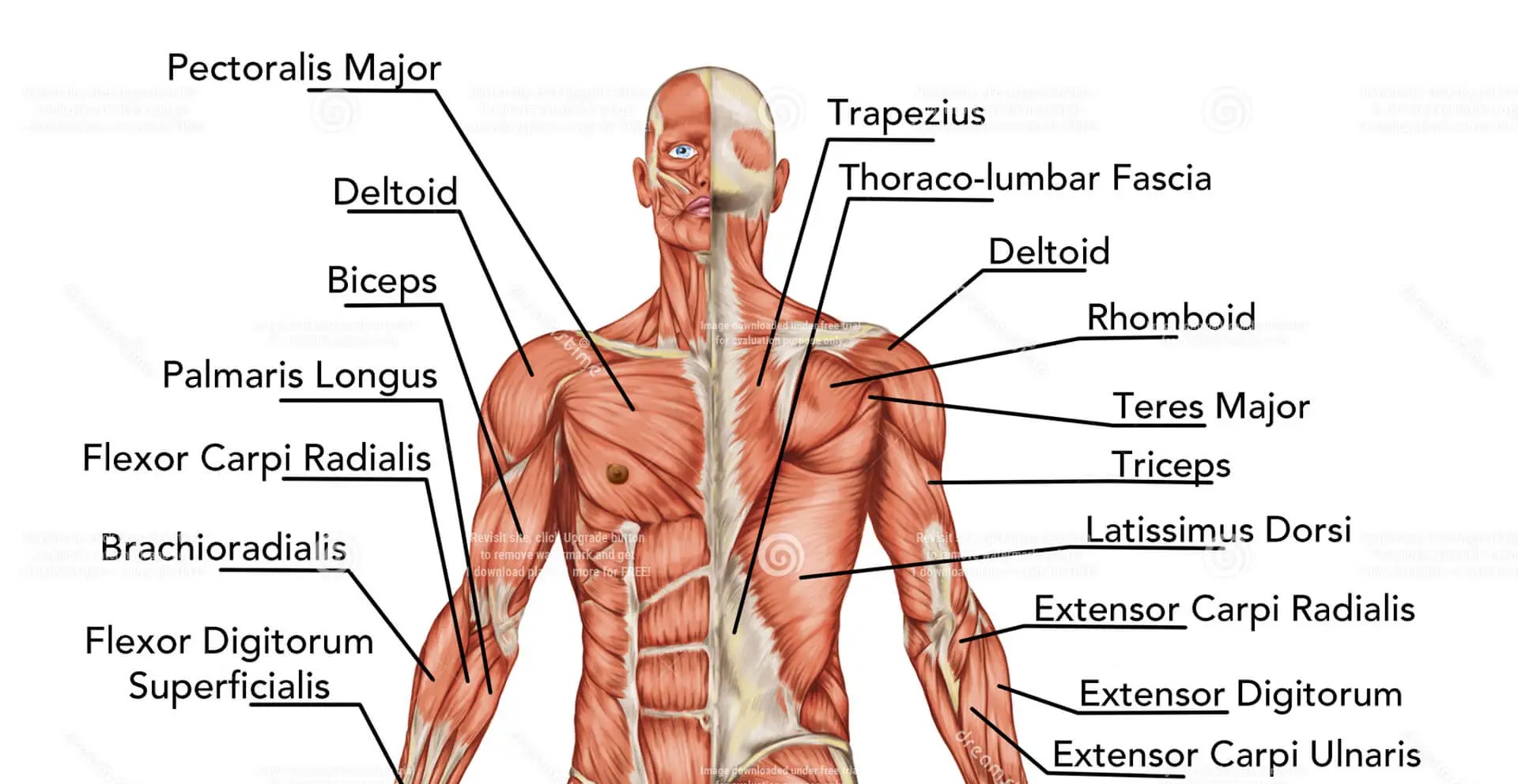 What Muscles Does Hiking Work? (and How To Train)
