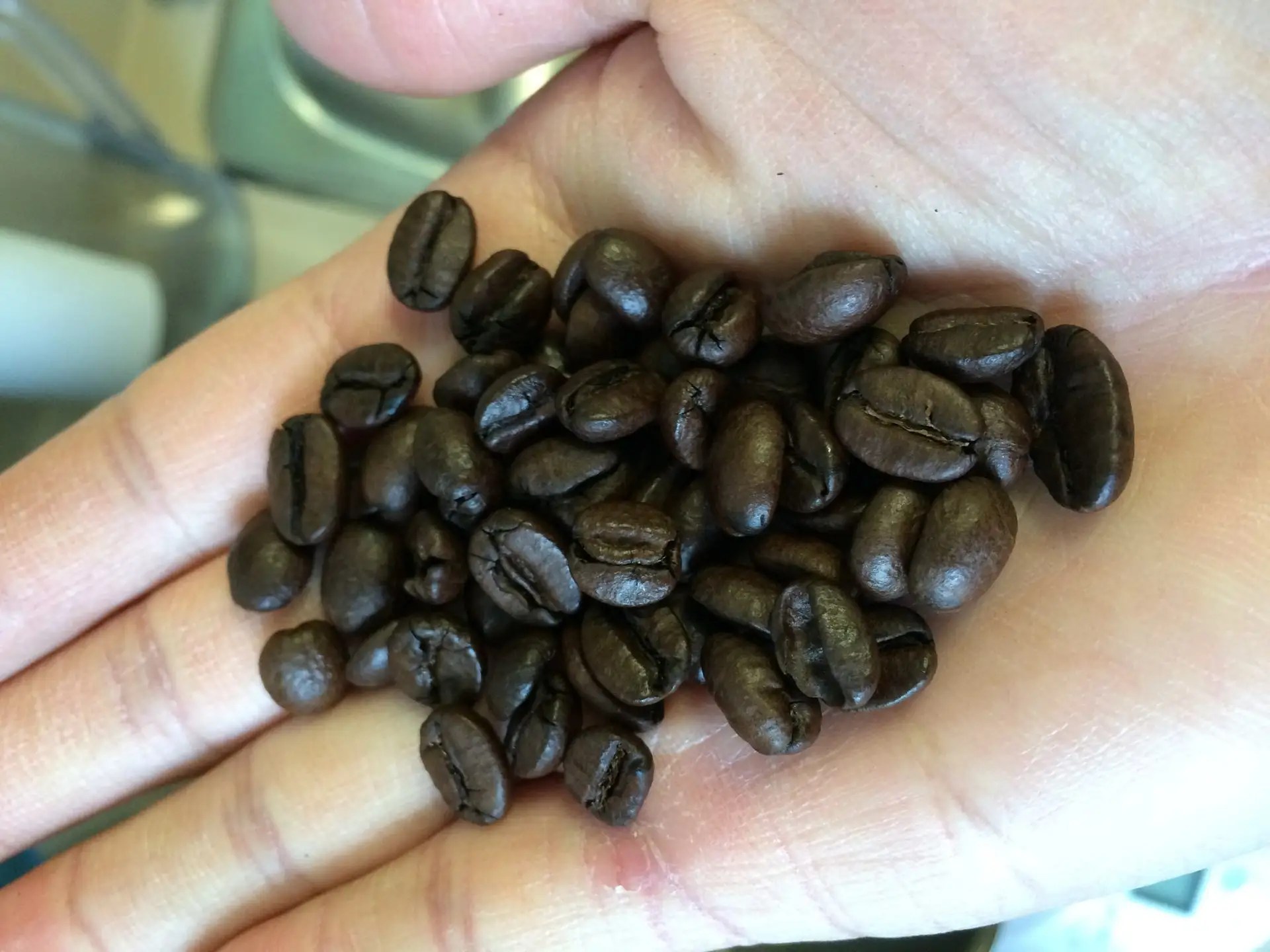 Coffee Review Mondo Organic Kuna an Ephemeral Memoir of the Lazy Mocha