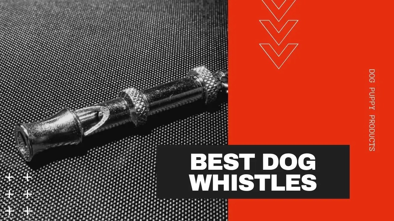 Best Dog Whistles In 2020 Top 10 Dog Whistles For Training
