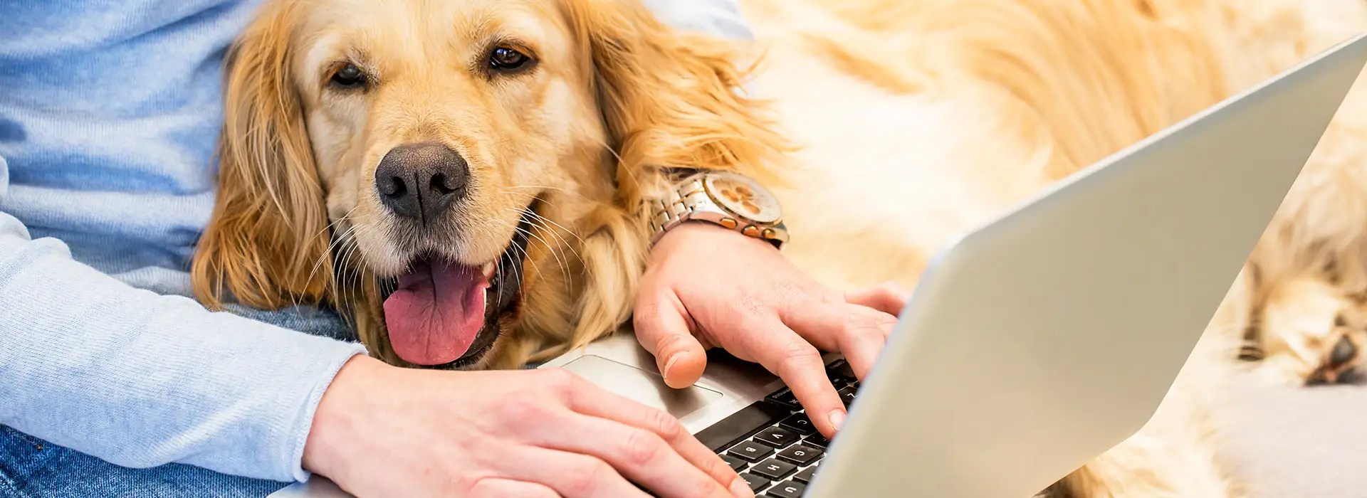 Lexington Animal ClinicPayment Options Lexington Animal Clinic