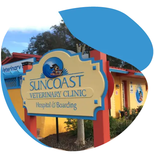 Suncoast Veterinary Clinic in Valrico