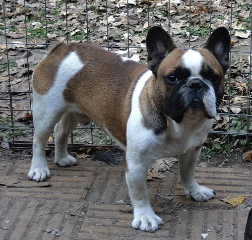Servicio Bulldog Frances Pied Fawn 4500 gCKR0 Precio D Argentina