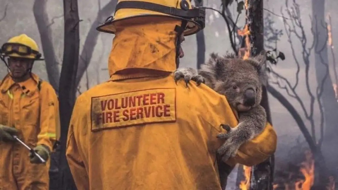 Australian Fires How You Can Help