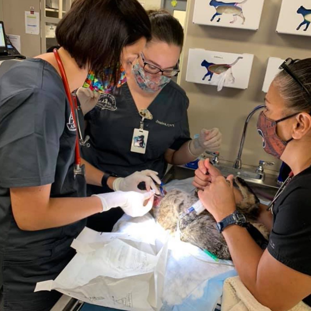 Careers Mount Laurel Animal Hospital