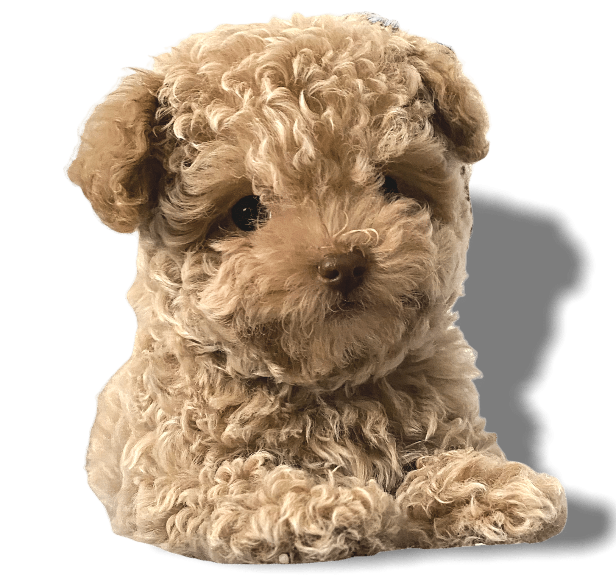 Maltese Poodle Puppies For Sale