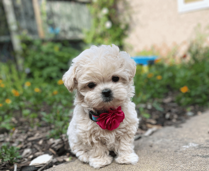 Best Commands to Train and Help Your Maltipoos Calm Down