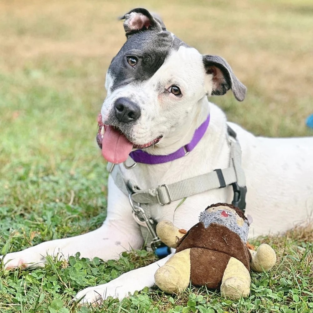 Adoptables at Main Line Animal Rescue