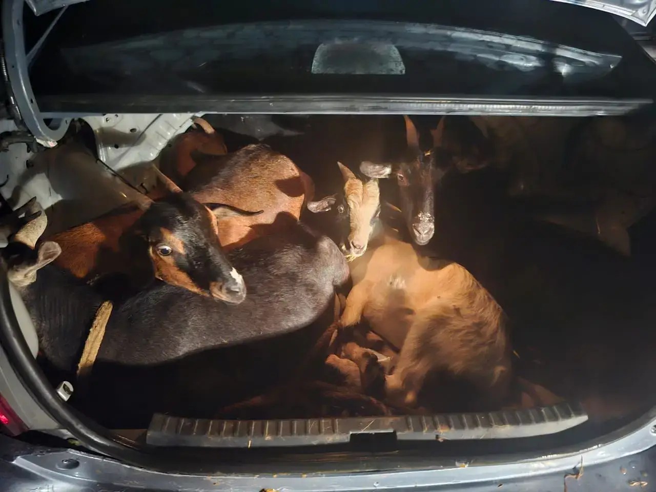 Six goats found in car trunk recovered in Jamaica Antigua News Room