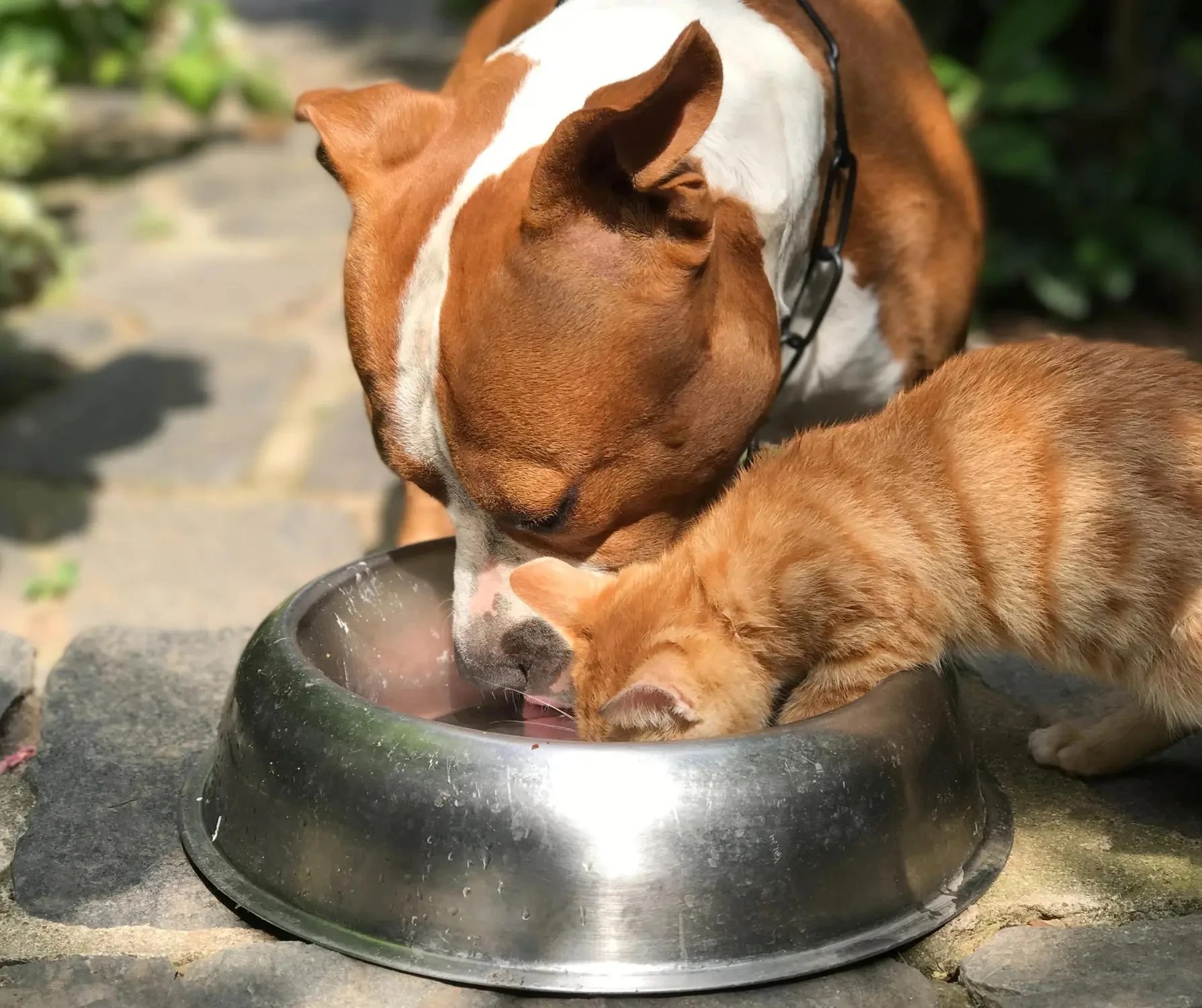 Futterumstellung bei Hund und Katze, Ortswechsel