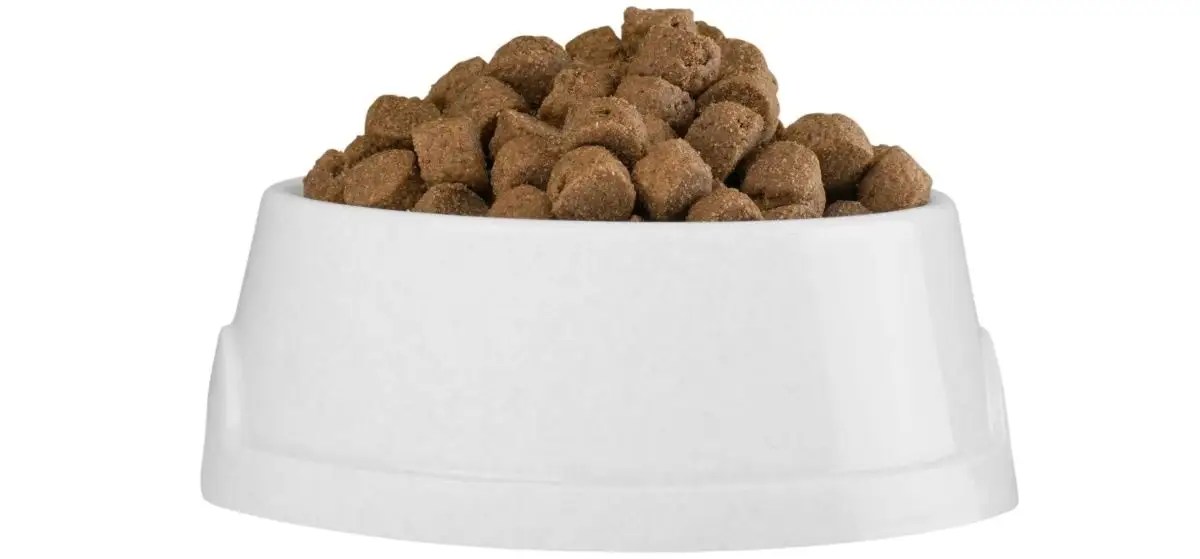 Dog Food Ingredients To Avoid