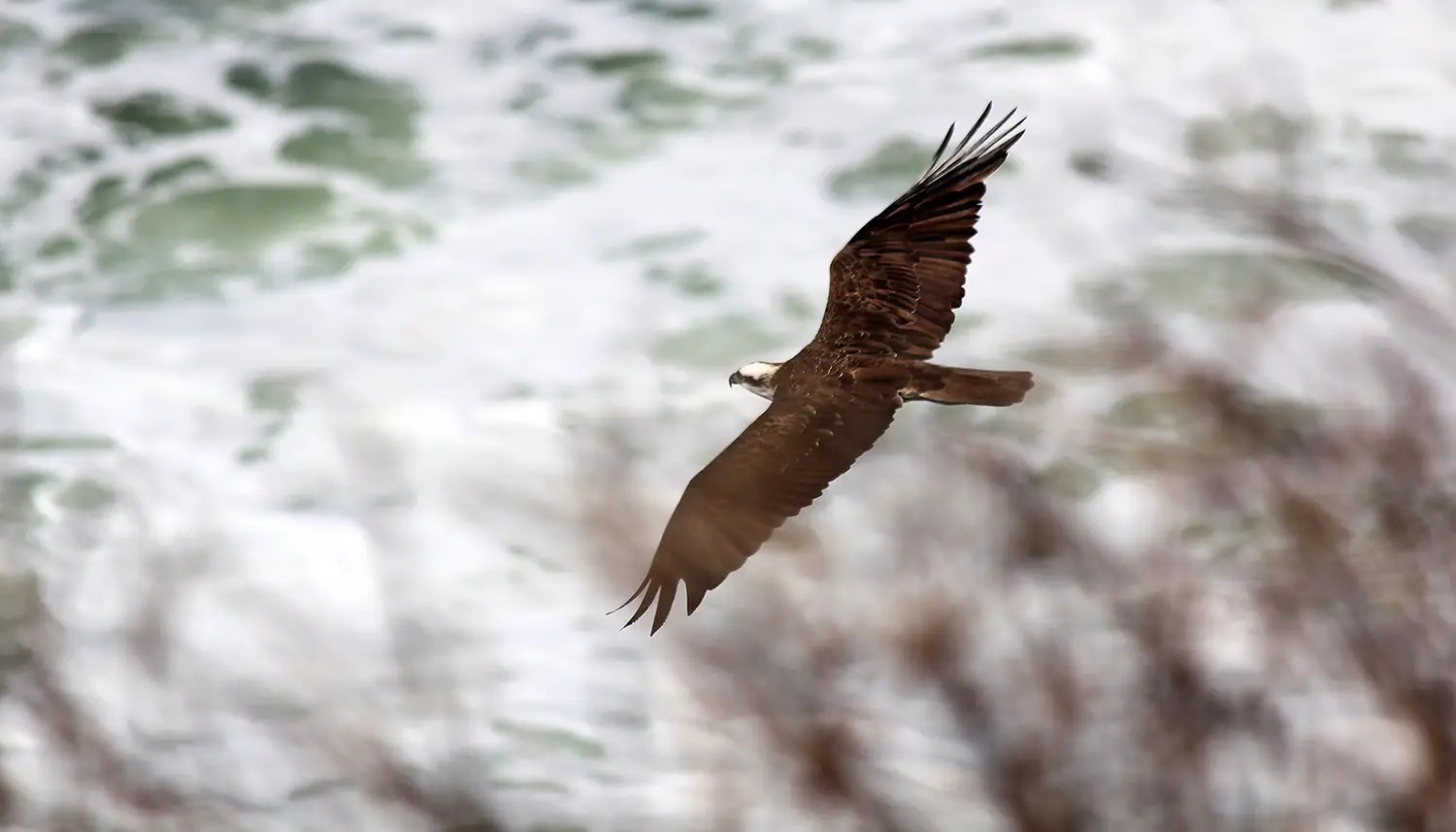 Osprey Companies Core Values