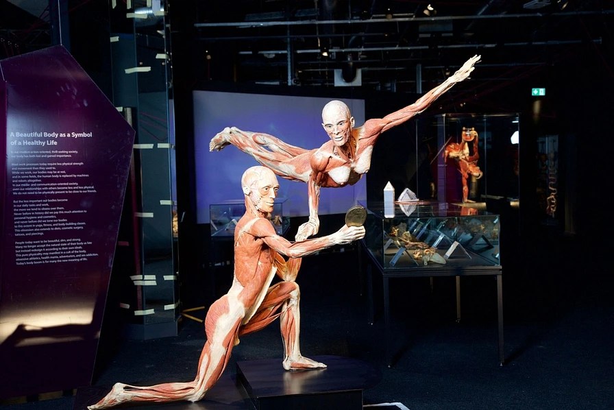 World’s First Museum Dedicated to the Human Body Travel Away