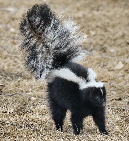 What are Skunks? Certified Termite & Pest Control