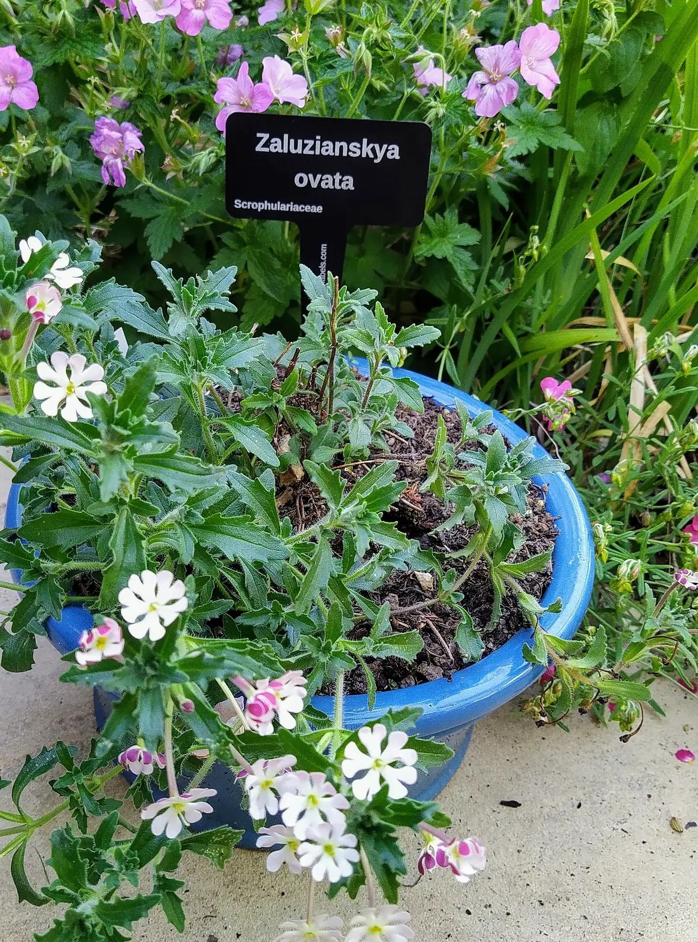 Engraved aluminium botanical plant label botanical style Hardy Labels