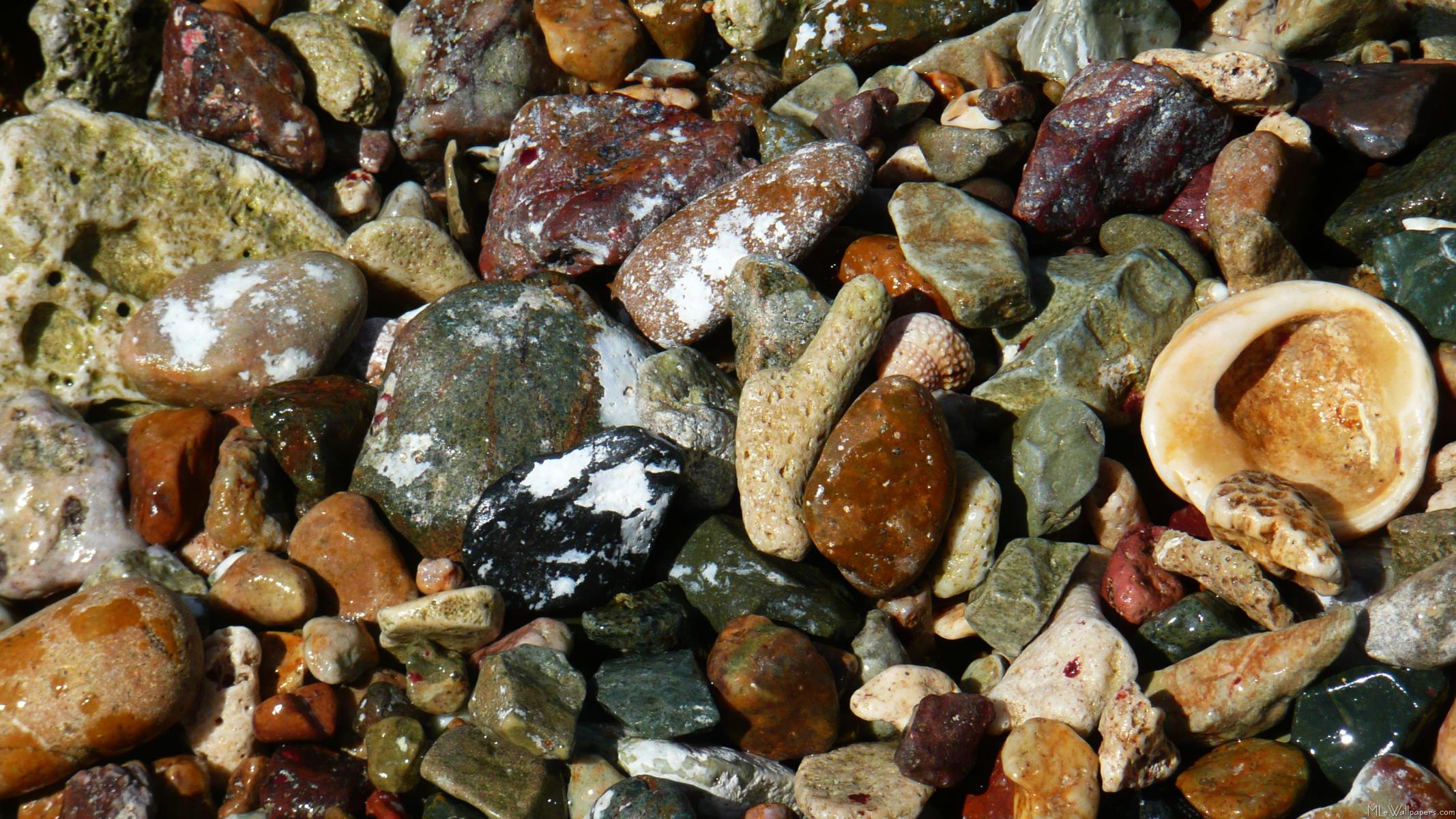 Shells, Rocks and Coral