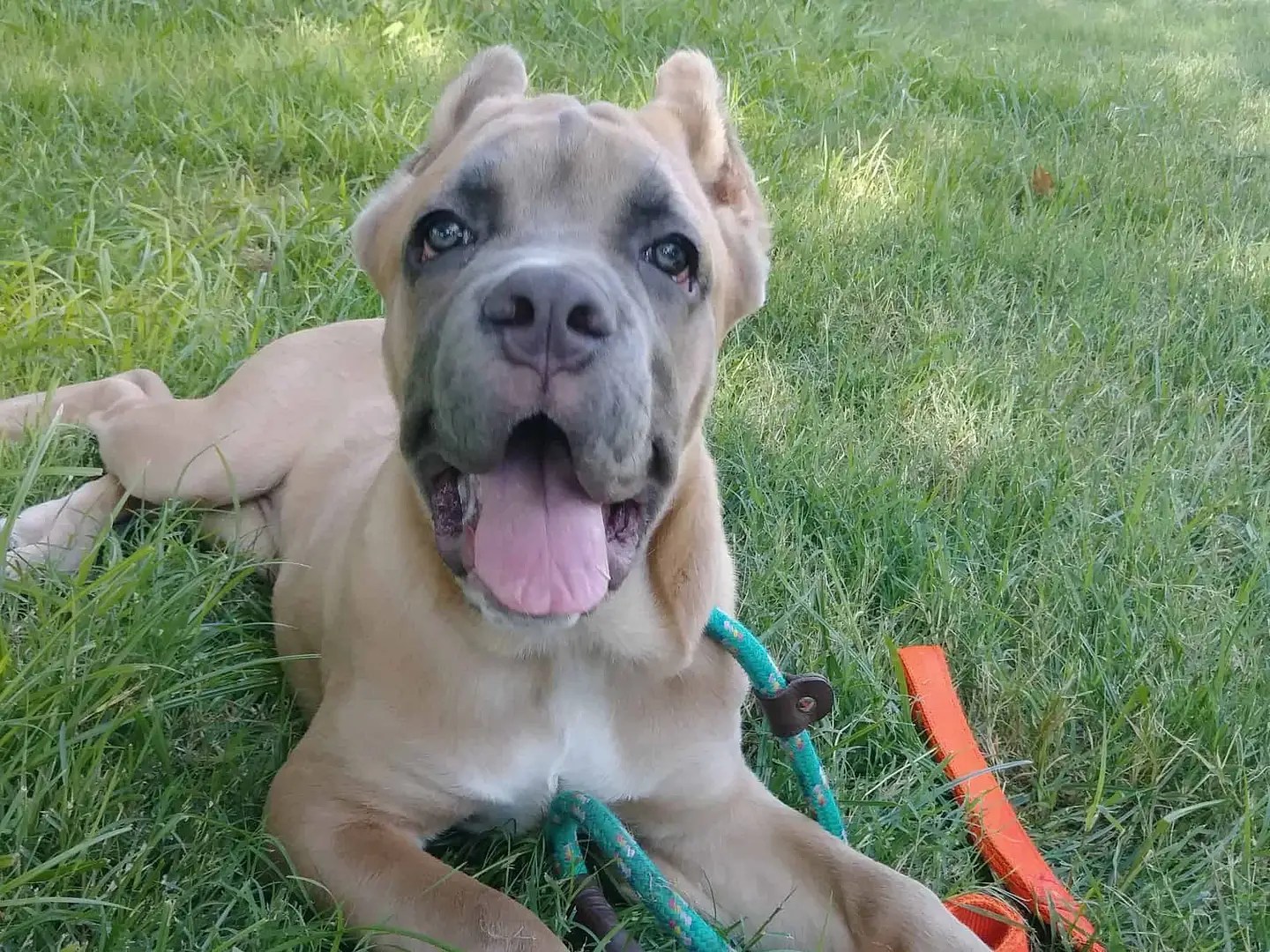 Positive Dog Training Best In‑home Dog Training Fresno, Clovis, Chowchilla, Madera, Visalia